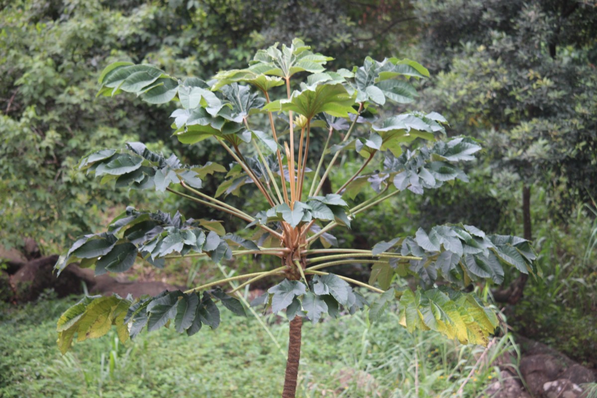 Tetrapanax